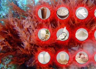 Le carragenine ampiamente utilizzate nell’industria alimentare come stabilizzanti hanno un effetto immunosoppressore