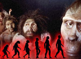 Human evolution: DNA regions in our brain contribute to make us human