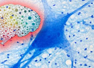 ISRIB Reverses Age-Related Cognitive Decline Within Days