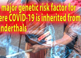 The major genetic risk factor for severe COVID-19 is inherited from Neanderthals