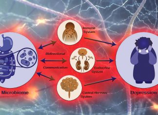 An imbalance in the gut bacterial community can cause a depressive-like behaviors