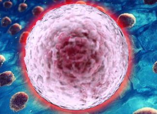 Nociceptive nerves in bone marrow help to regulate hematopoietic stem cell mobilization