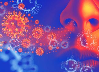 Cells in the nasal passages and upper airways are likely the coronavirus major point of entry into the body