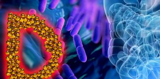 La composizione del microbioma intestinale di una persona è legata ai suoi livelli di vitamina D attiva