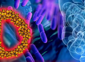La composizione del microbioma intestinale di una persona è legata ai suoi livelli di vitamina D attiva