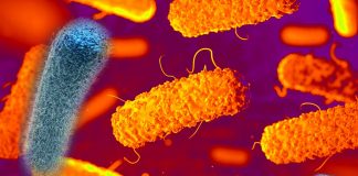 Bioengineered version of Lactobacillus can prevent listeria infections