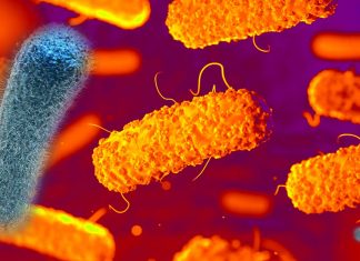 Bioengineered version of Lactobacillus can prevent listeria infections
