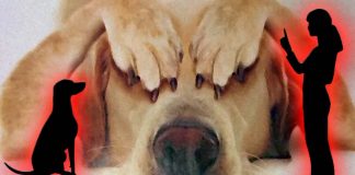 Using aversive stimuli and punishments to train dogs leads to increased stress and anxiety in the animals