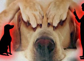 Using aversive stimuli and punishments to train dogs leads to increased stress and anxiety in the animals