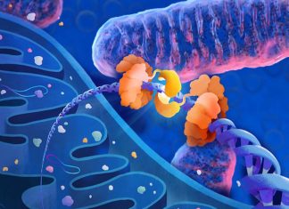 COVID-19: new blood test measure levels of mitochondrial DNA to identify patients at high risk of severe disease