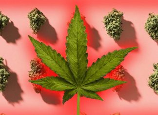 Medical Marijuana: What is Cannabis Withdrawal Syndrome?
