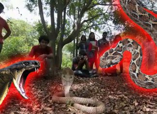 India: Snake bites are recognized by the WHO as a high priority neglected health issue