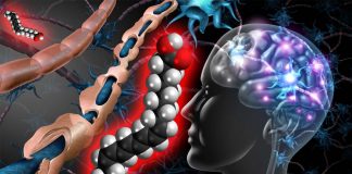 Combat Multiple Sclerosis: Lack of oleic acids leads to a loss of the metabolic sensors that activate T cells