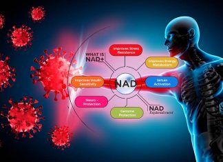 COVID-19: l’integrazione di NAD + può ripristinare il deterioramento muscolare correlato all’età e ringiovanire i tessuti