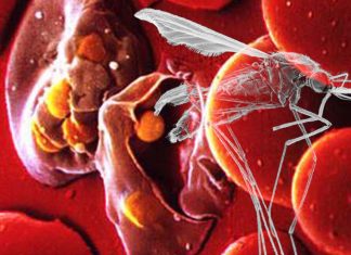 Malaria parasites with pfgch1 mutations enhance resistance to Sulfadoxine-pyrimethamine