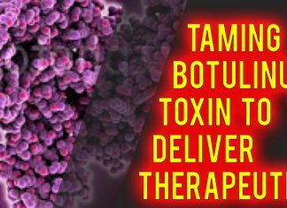 Botox reversal: Taming botulinum toxin to deliver therapeutics