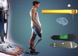 Sensory signals transmitted from a prosthetic leg to the nervous system helps amputees perceive their prosthetic limb as part of their body