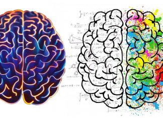 Positive emotions are mainly processed in the left hemisphere of the brain