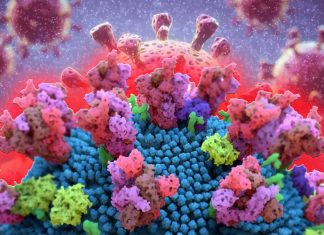 COVID-19: N439K RBD mutation introduces an additional interaction between the virus and the ACE2 receptor