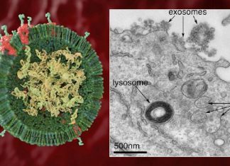 Treat the fetus as the patient: bioengineered exosomes as a delivery system for anti-inflammatory medicine