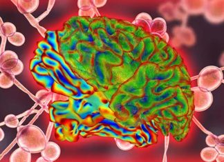 Parkinson’s Disease: gut fungi are not a contributing factor – thereby refuting the need for any potential anti-fungal treatments of the gut