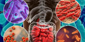 Some species of gut bacteria help digest dietary fiber and release important antioxidant