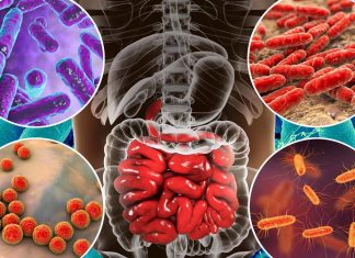 Some species of gut bacteria help digest dietary fiber and release important antioxidant
