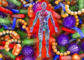 Lactobacillus johnsonii – Lactobacillus gasseri – Romboutsia ilealis – Ruminococcus gnavus play a role in type 2 diabetes