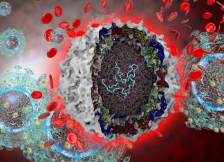 Researchers have developed a powerful therapeutic platform that uses a modified virus for the treatment of pancreatic cancer