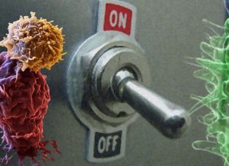 Scientists have created molecular ON-OFF switches to regulate the activity of CAR T cells