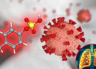 P-cresol sulfate (PCS) combat asthma and COVID-related lung diseases discovered