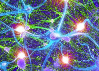 Hyper-interleukin-6 which stimulates nerve cells to regenerate makes paralyzed mice walk again