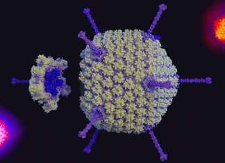 First view at the atomic level of enteric adenovirus