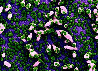 SARS-CoV-2 evades immune responses by selectively deleting small bits of its genetic sequence
