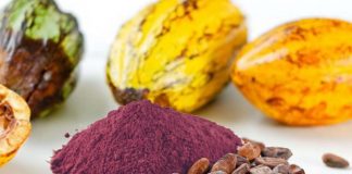 Flavanols found in cocoa beans may boost memory