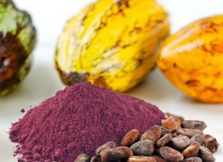 Flavanols found in cocoa beans may boost memory