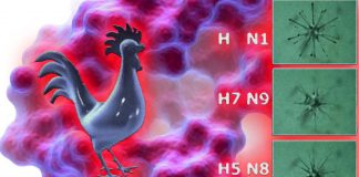 Russia scientists had detected the first case of transmission of the H5N8 strain of avian flu to humans