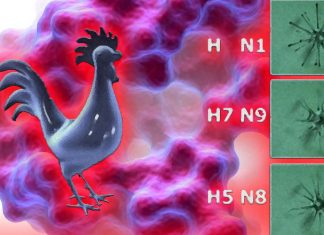 Russia scientists had detected the first case of transmission of the H5N8 strain of avian flu to humans
