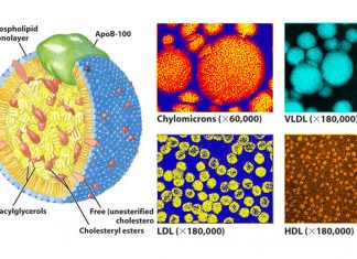 There is a positive causal relationship between the size of HDL cholesterol particles and the risk of heart attack