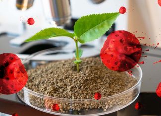 Thapsigargin is highly effective against COVID-19 virus (SARS-CoV-2)