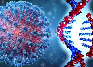 The ifi27 blood biomarker can tell us how severe the COVID-19 disease and enables early triage