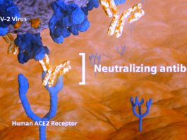 The majority of the population can produce neutralizing antibodies against SARS-CoV-2