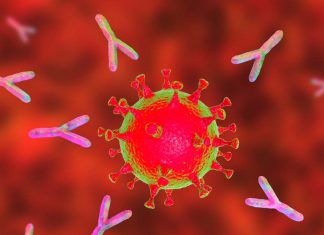 Researchers have systematically mapped the immune response to COVID-19 identifying how antibodies develop in response to SARS-CoV2