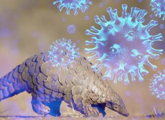 SARS-CoV-2: pangolin coronavirus could infect humans
