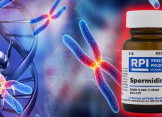 Spermidine Could Treat Genetic Disorder