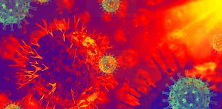 CD8+ T cell by prior infection is a key player in the immune response to SARS-CoV-2