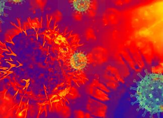CD8+ T cell by prior infection is a key player in the immune response to SARS-CoV-2