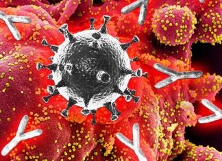 COVID-19 Vaccines: A single shot provides immunity to those previously infected with the virus