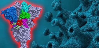 Covid-19: why is the D614G mutation more stable and able to spread faster?