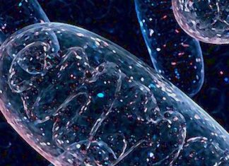 Reactive oxygen species (ROS): first time observed photochemical processes inside the smallest particles in the air